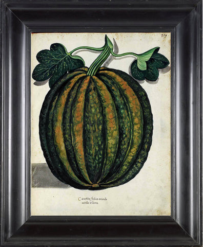 ITALIAN VEGETABLE Garden Aldrovandi  Botanical Art Print 1 Antique Beautiful Pumpkin Summer Plants Home Wall Decoration