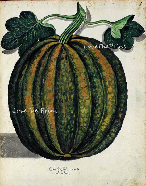 ITALIAN VEGETABLE Garden Aldrovandi  Botanical Art Print 1 Antique Beautiful Pumpkin Summer Plants Home Wall Decoration