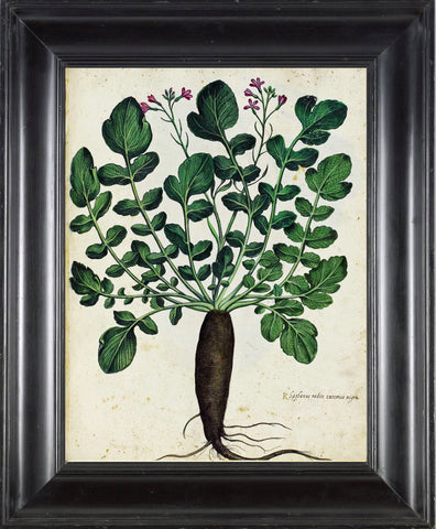 ITALIAN VEGETABLE Garden Aldrovandi  Art Print 39 Botanical Antique Beautiful Rooted Flower Plant with Green Leaves Nature