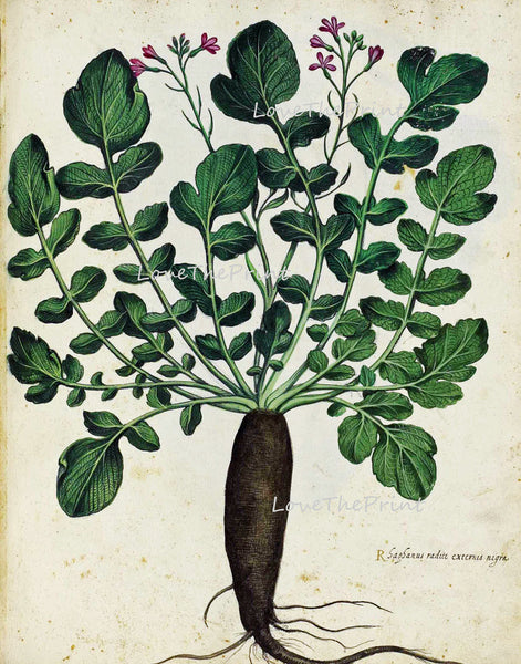 ITALIAN VEGETABLE Garden Aldrovandi  Art Print 39 Botanical Antique Beautiful Rooted Flower Plant with Green Leaves Nature