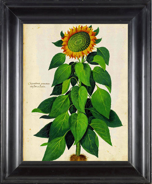 ITALIAN VEGETABLE Garden Aldrovandi  Botanical Art Print 4 Antique Beautiful Large Yellow Sunflower Plant Garden Flower Home Decoration