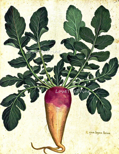 ITALIAN VEGETABLE Garden Aldrovandi  Art Print 31 Botanical Antique Beautiful Rooted Plant with Green Leaves Garden Nature