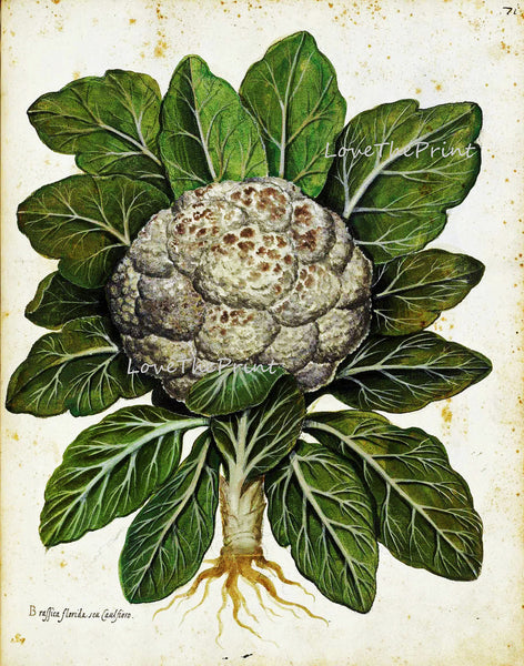 ITALIAN VEGETABLE Garden Aldrovandi  Art Print 6 Botanical Antique Beautiful Cauliflower Plant Home Decoration