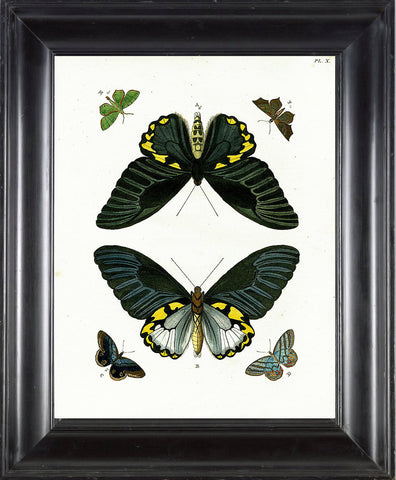 BUTTERFLY PRINT CRAMER  Botanical Art Print 2 Beautiful Antique Yellow Butterflies Summer Nature Natural Science Home Decor