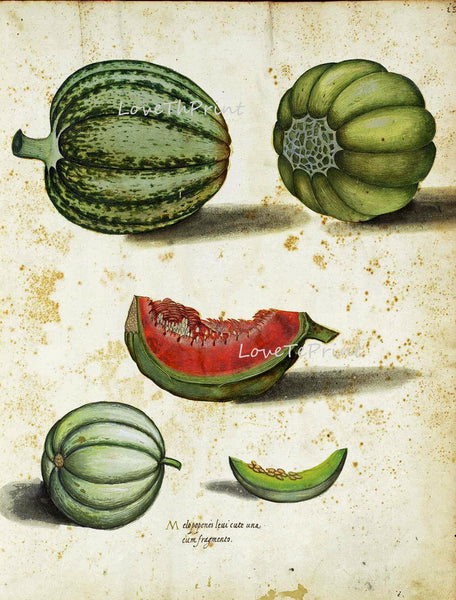 ITALIAN VEGETABLE Garden Aldrovandi  Art Print 9 Botanical Antique Beautiful Melon Plant Home Decor