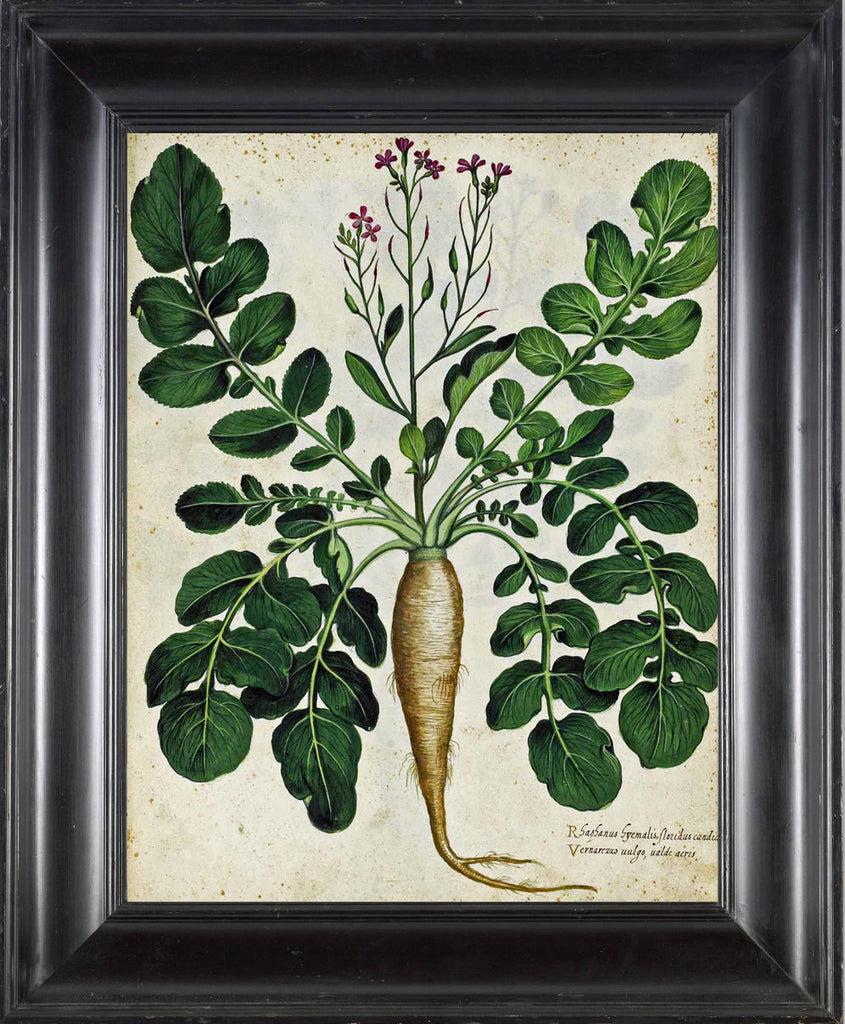 ITALIAN VEGETABLE Garden Aldrovandi  Art Print 3 Botanical Antique Beautiful Flower Plant to Frame Home Decor