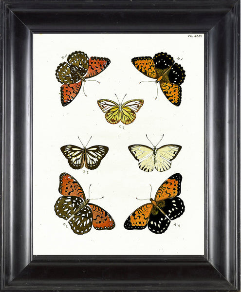 BUTTERFLY PRINT CRAMER  Botanical Art Print 4 Beautiful Antique Amasene Butterflies Yellow Orange White Black to Frame