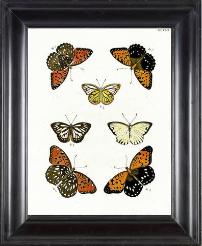 BUTTERFLY PRINT CRAMER  Botanical Art Print 4 Beautiful Antique Amasene Butterflies Yellow Orange White Black to Frame