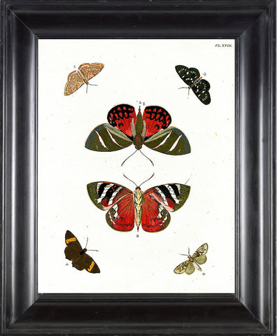 BUTTERFLY PRINT CRAMER  Botanical Art Print 3 Beautiful Antique Red Ikarus Butterflies Summer Nature Natural Science Home Decor