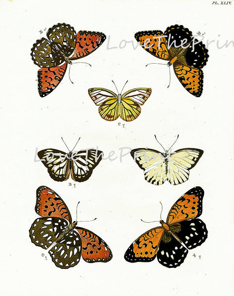 BUTTERFLY PRINT CRAMER  Botanical Art Print 4 Beautiful Antique Amasene Butterflies Yellow Orange White Black to Frame