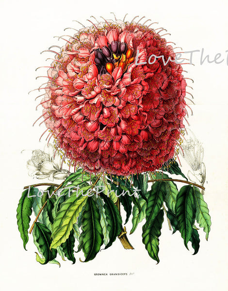 BOTANICAL PRINT HOUTTE  Art Print 7 Beautiful Large Flower Pink White Red Brownea Grandiceps Spring Summer Nature Flowers Garden