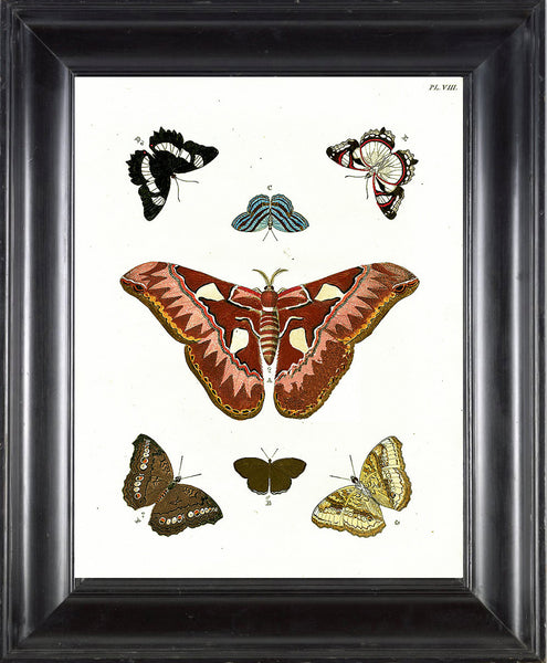 BUTTERFLY PRINT CRAMER  Botanical Art Print 5 Beautiful Antique Large Aurota Butterflies Yellow Orange White Black to Frame