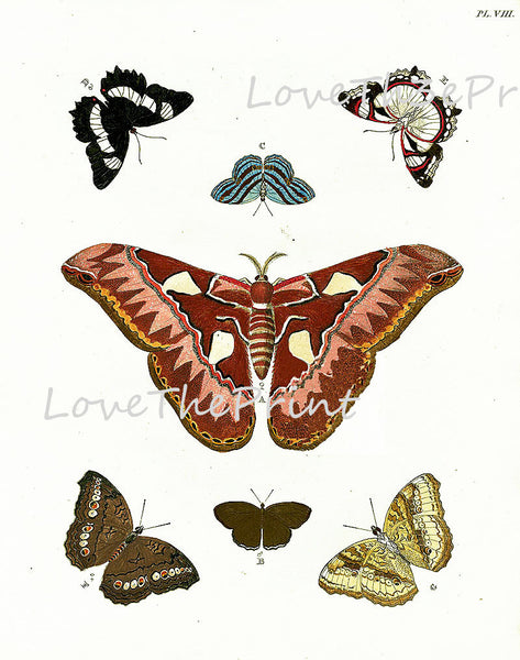 BUTTERFLY PRINT CRAMER  Botanical Art Print 5 Beautiful Antique Large Aurota Butterflies Yellow Orange White Black to Frame