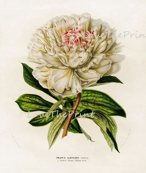 BOTANICAL PRINT HOUTTE  Art Print 8 Beautiful Large White Peony Flower Spring Summer Nature Flowers Garden Home Wall Decor