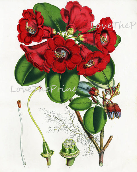 BOTANICAL PRINT HOUTTE  Art Print 24 Beautiful Antique Red Rhododendron Flower Garden Home Wall Decor Interior Design to Frame