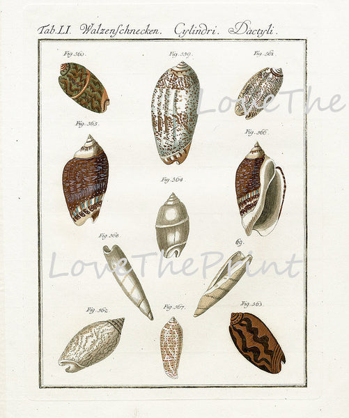 SHELL PRINT MARTINI  Art Print 12 Beautiful Antique Cone Shells Sea Ocean Nature to Frame Home Decoration Seashell