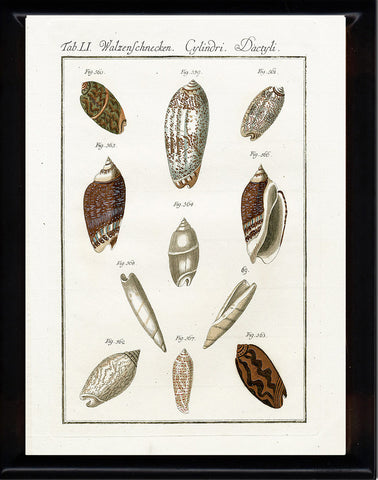 SHELL PRINT MARTINI  Art Print 12 Beautiful Antique Cone Shells Sea Ocean Nature to Frame Home Decoration Seashell