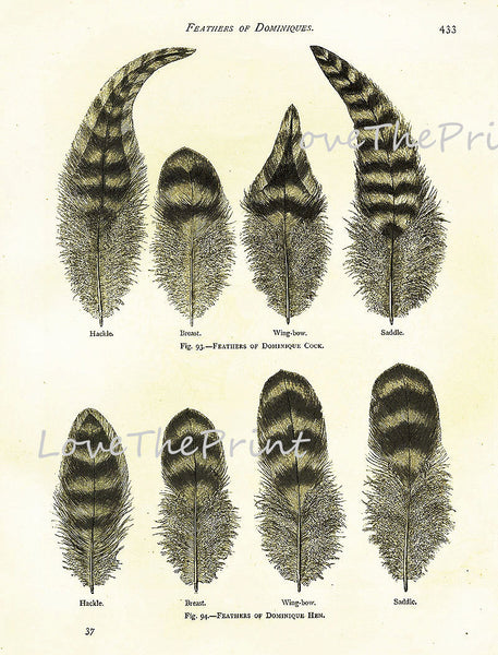 BIRD FEATHERS Wright  Art Print 1 Beautiful Antique Bird Feather Chart in Black and White to Frame Chart Decoration Wall Hanging