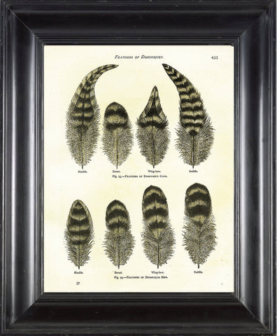 BIRD FEATHERS Wright  Art Print 1 Beautiful Antique Bird Feather Chart in Black and White to Frame Chart Decoration Wall Hanging