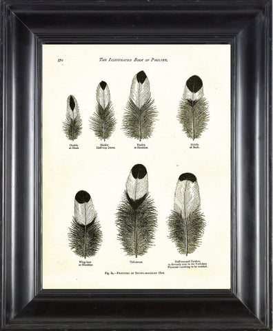BIRD FEATHERS Wright  Art Print 3 Beautiful Antique Silver Spangled Hen Bird Feather Chart in Black and White to Frame