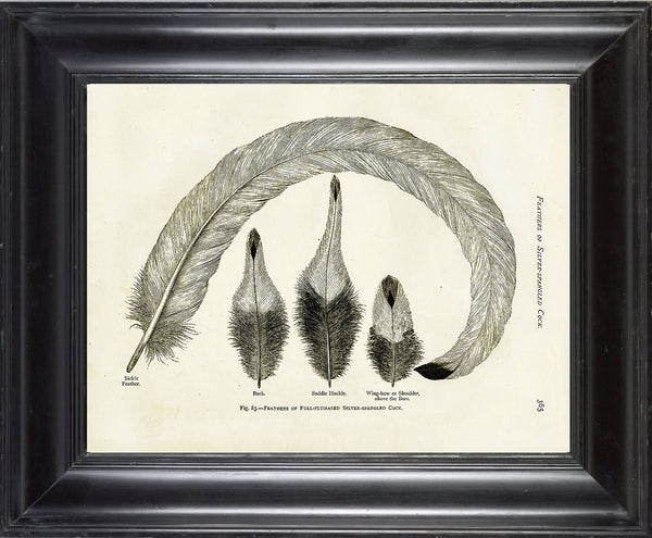 BIRD FEATHERS Wright  Art Print 4 Beautiful Antique Bird Feather Full plumaged Silver Spangled Cock Chart in Black and White to Frame