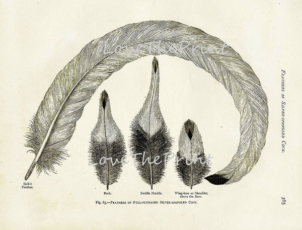 BIRD FEATHERS Wright  Art Print 4 Beautiful Antique Bird Feather Full plumaged Silver Spangled Cock Chart in Black and White to Frame