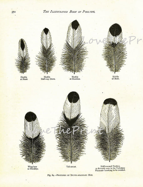 BIRD FEATHERS Wright  Art Print 3 Beautiful Antique Silver Spangled Hen Bird Feather Chart in Black and White to Frame