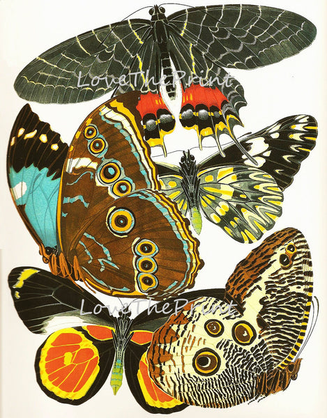BUTTERFLY PRINT  Botanical Art Print 1 Beautiful Antique Blue Green Orange Red Butterflies Colorful and Detailed Summer Garden Nature