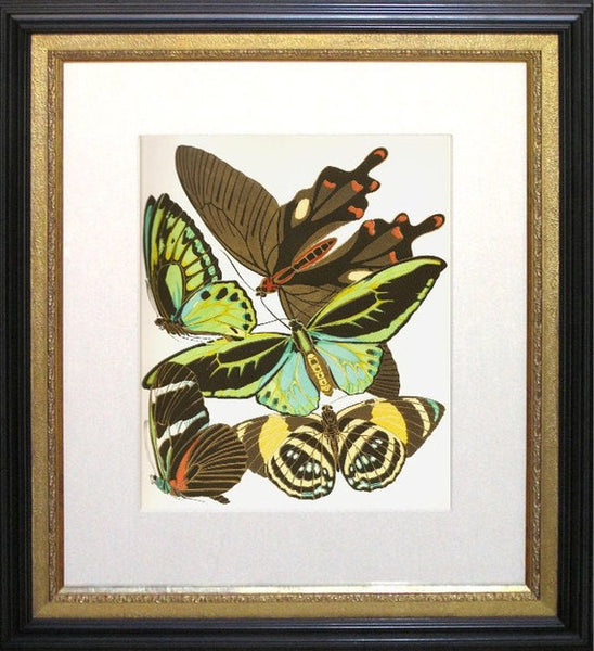 BUTTERFLY PRINT  Botanical Art Print 1 Beautiful Antique Blue Green Orange Red Butterflies Colorful and Detailed Summer Garden Nature