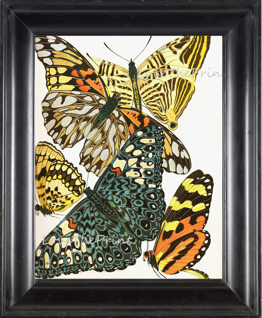 BUTTERFLY PRINT  Botanical Art Print 3 Beautiful Antique Large and Detailed Aqua Yellow Butterflies Insect Garden Home Nature Decoration