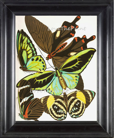 BUTTERFLY PRINT  Botanical Art Print 13 Beautiful Antique Blue Green Orange Red Butterflies Colorful and Detailed Summer Garden Nature
