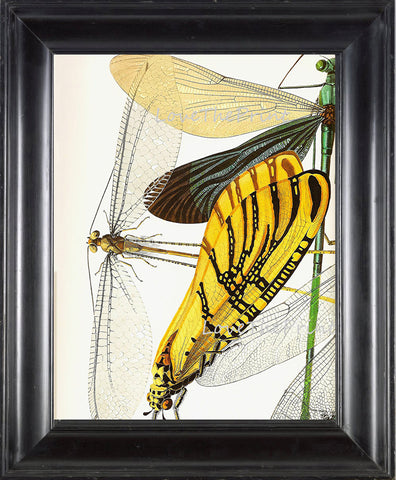 DRAGONFLY PRINT  Botanical Art Print 26 Beautiful Antique Dragonflies Colorful and Detailed Summer Garden Nature