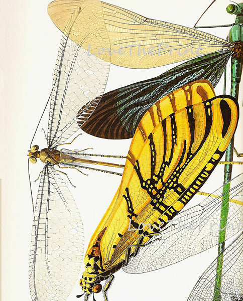 DRAGONFLY PRINT  Botanical Art Print 26 Beautiful Antique Dragonflies Colorful and Detailed Summer Garden Nature