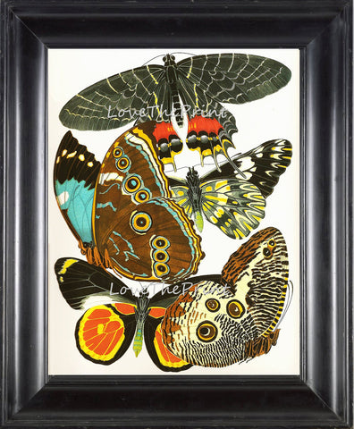 BUTTERFLY PRINT  Botanical Art Print 1 Beautiful Antique Blue Green Orange Red Butterflies Colorful and Detailed Summer Garden Nature