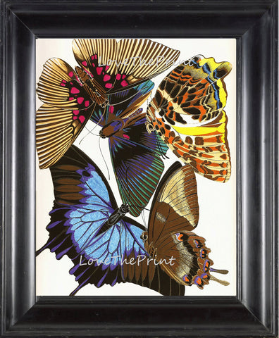 BUTTERFLY PRINT  Botanical Art Print 2 Beautiful Antique Large and Detailed Blue Yellow Butterflies Summer Garden Home Nature Decoration
