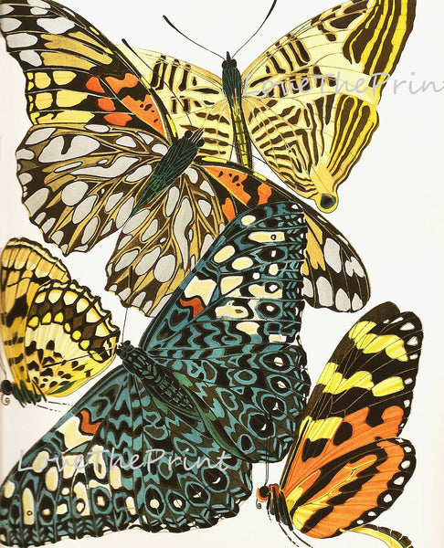 BUTTERFLY PRINT  Botanical Art Print 3 Beautiful Antique Large and Detailed Aqua Yellow Butterflies Insect Garden Home Nature Decoration