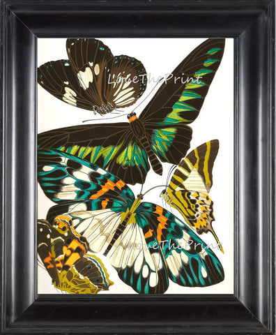 BUTTERFLY PRINT  Botanical Art Print 4 Beautiful Antique Large and Detailed Butterflies Spring Summer Flower Garden Home Decoration