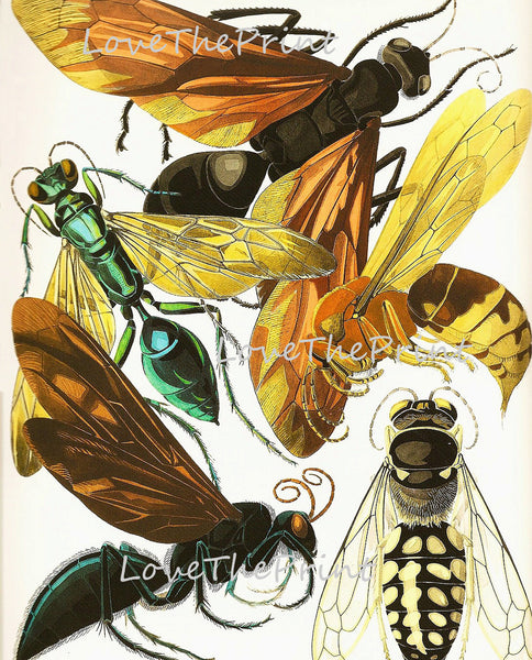 BEE PRINT  Botanical Art Print 23 Beautiful Antique Bees Yellow Colorful and Detailed Summer Garden Home Decor Nature