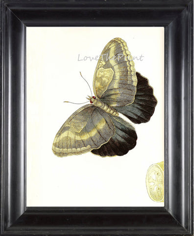 BUTTERFLY PRINT  Botanical Art Print 6 Beautiful Antique Ivory Butterfly Colorful and Detailed Interior Design Room Decoration