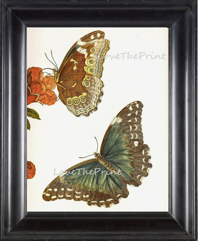 BUTTERFLY PRINT  Botanical Art Print 7 Beautiful Antique Butterfly Red Flower Colorful and Detailed Interior Design Room Decoration