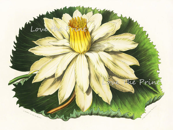 BOTANICAL PRINT HOUTTE  Art Print 11 Beautiful Large White Water Lily Lake Summer Nature Flowers Garden Home Wall Decor