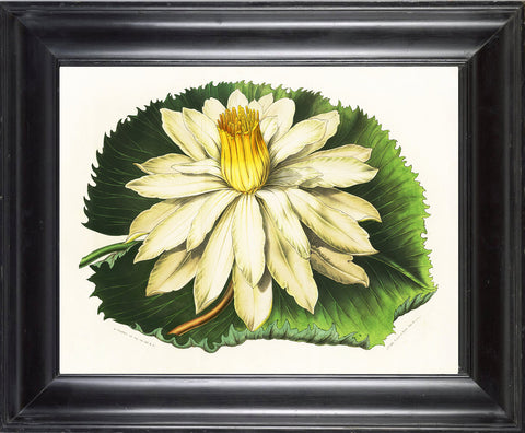 BOTANICAL PRINT HOUTTE  Art Print 11 Beautiful Large White Water Lily Lake Summer Nature Flowers Garden Home Wall Decor