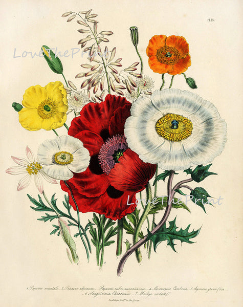 BOTANICAL PRINT Loudon Flower  Botanical Art Print 4 Beautiful Antique Red White Orange Yellow Poppy Pollies Bouquet Spring Garden