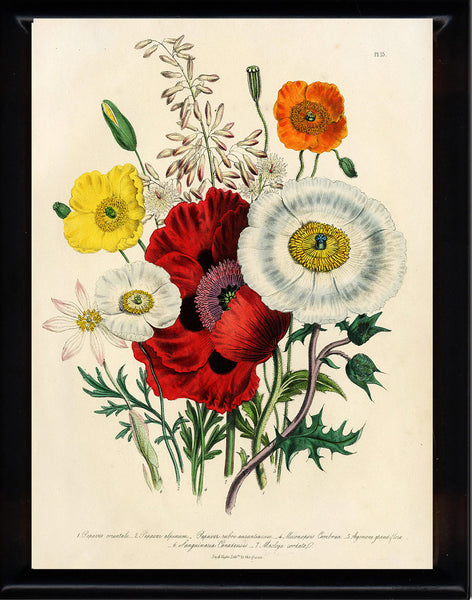 BOTANICAL PRINT Loudon Flower  Botanical Art Print 4 Beautiful Antique Red White Orange Yellow Poppy Pollies Bouquet Spring Garden