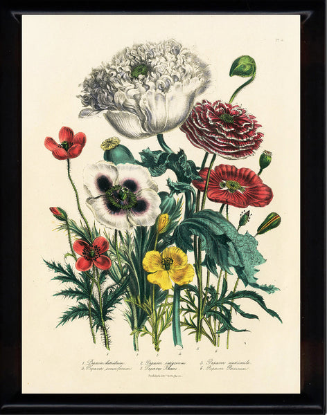 BOTANICAL PRINT Loudon Flower  Botanical Art Print 6 Beautiful Antique Poppies Red White Yellow Poppy Garden Nature Room Decor