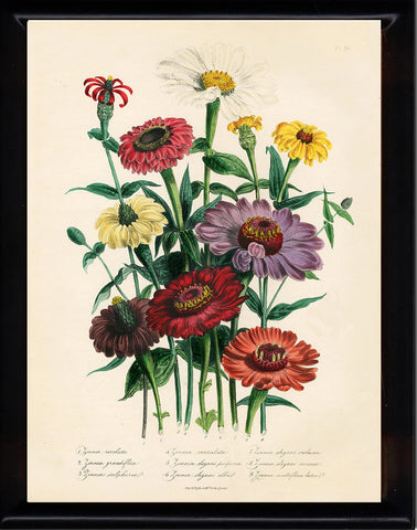 BOTANICAL PRINT Loudon Flower  Botanical Art Print 25 Beautiful Antique Calendula Marygold Yellow Orange Violet Flowers Garden Nature