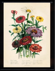 BOTANICAL PRINT Loudon Flower  Botanical Art Print 25 Beautiful Antique Calendula Marygold Yellow Orange Violet Flowers Garden Nature