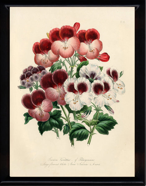 BOTANICAL PRINT Loudon Flower  Botanical Art Print 7 Beautiful Antique Red White Burgundy Pansies Pansy Flowers Spring Garden