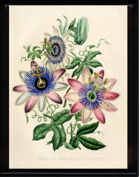 BOTANICAL PRINT Loudon Flower  Botanical Art Print 9 Beautiful Antique Pink White Blue Passion Flower Spring Garden