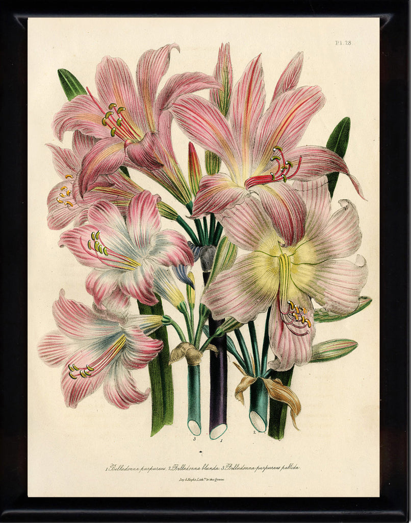 lily flower botanical illustration BOTANICAL PRINT Loudon Flower Botanical Art Print 8 Beautiful Antique Pink White Lily Lilies Flowers Spring Garden